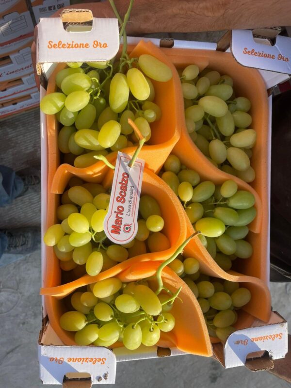 Uva Vittoria